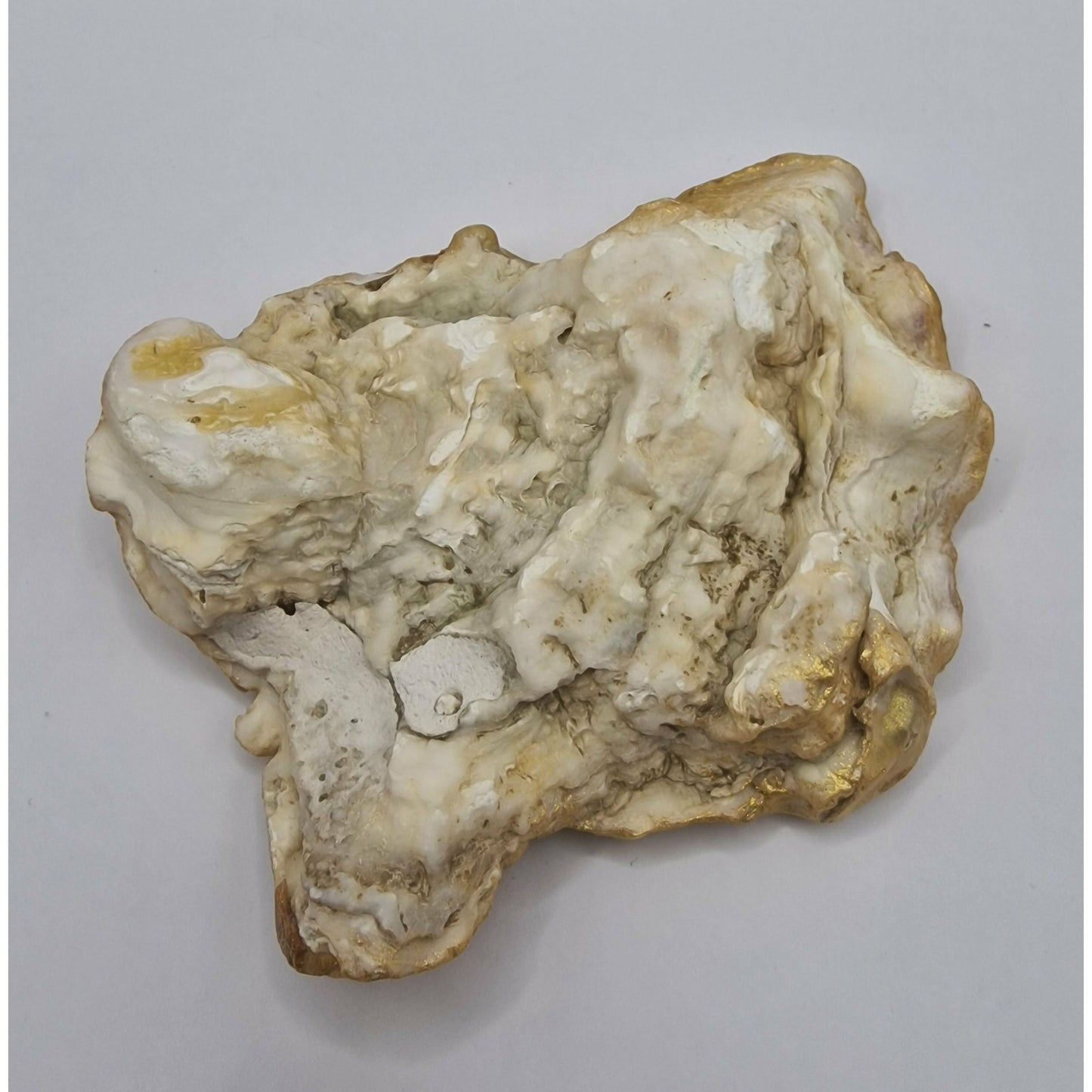 Labrador Dog Oyster Shell Trinket Dish
