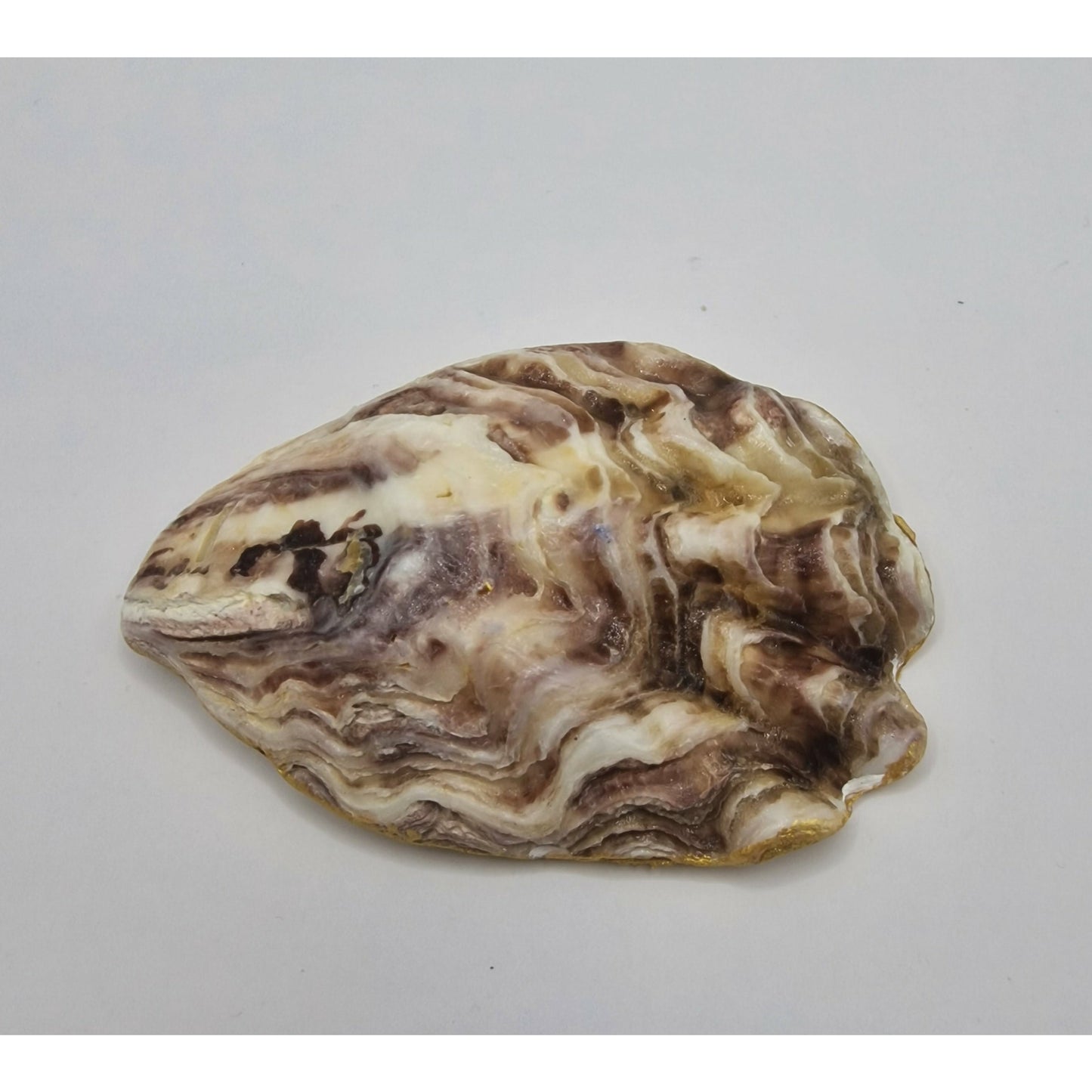 West Highland Terrier Westie Dog Oyster Shell Trinket Dish