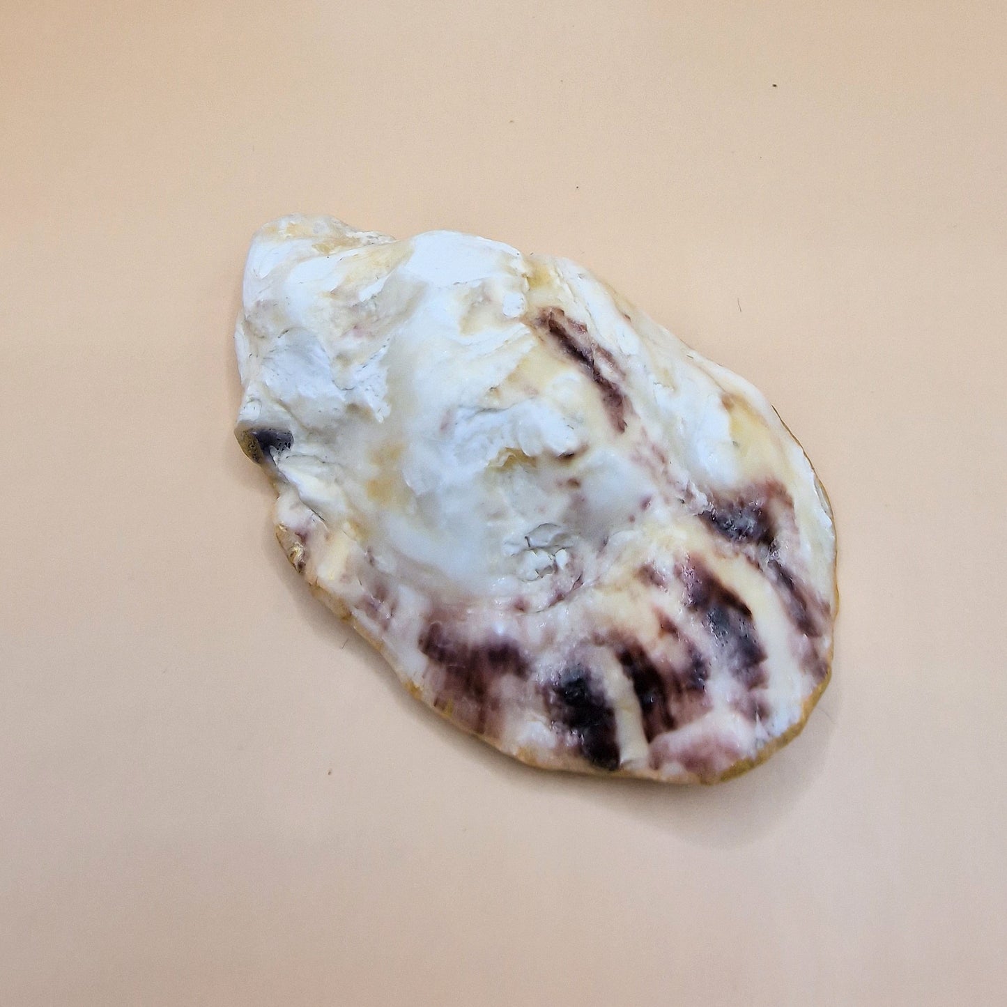 Hedgehog Fork Oyster Shell Trinket Dish