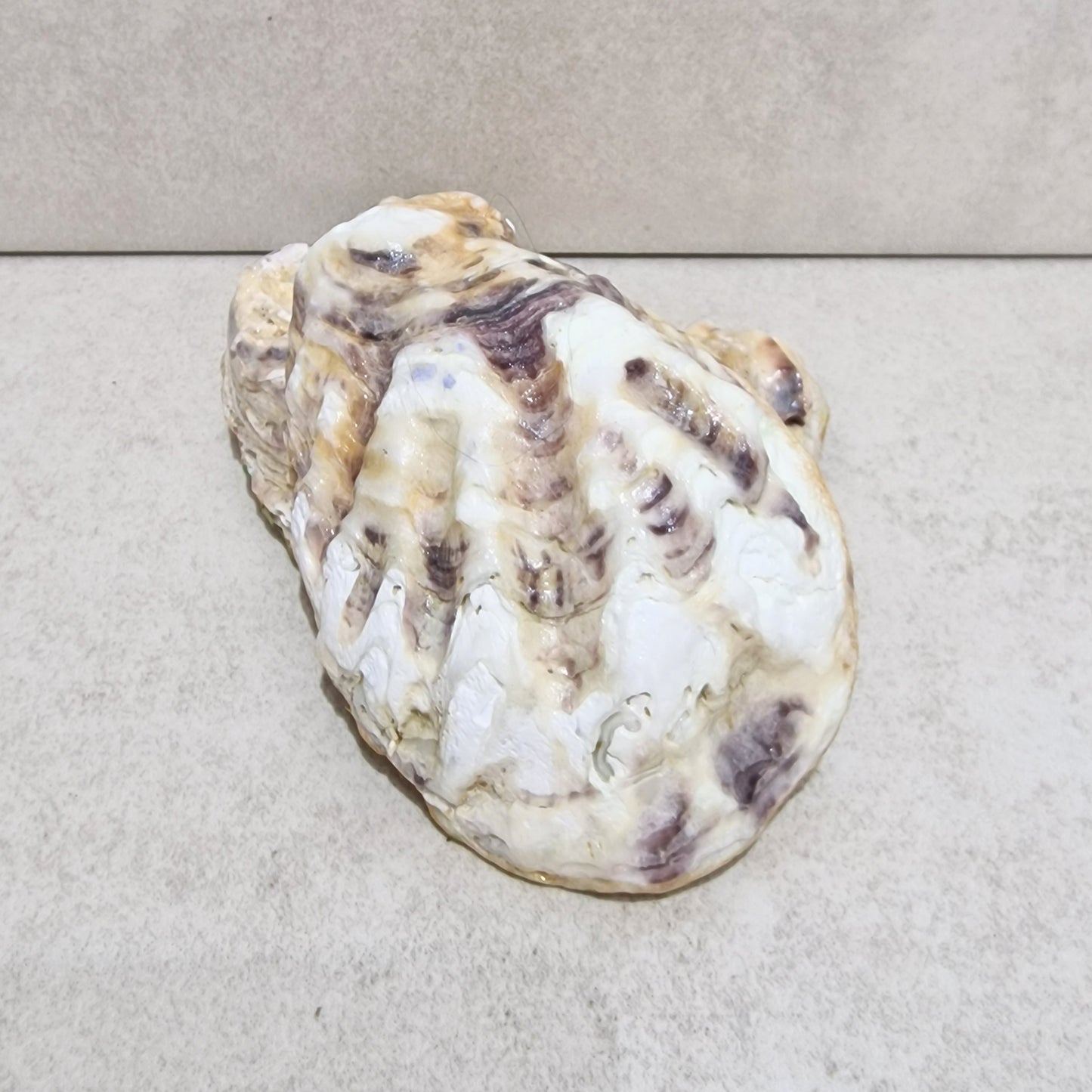 Sunflower Art Large Oyster Shell Trinket Dish